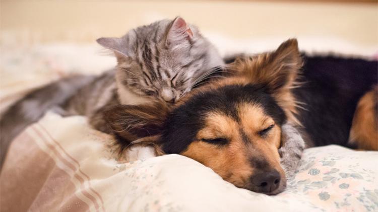 狗和猫睡觉.